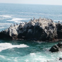 Birds on white rocks, 20km north of Taltal